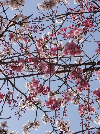 The harmonious mingling of different species.